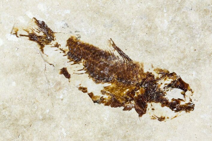 Bargain, Cretaceous Fossil Fish - Lebanon #111683